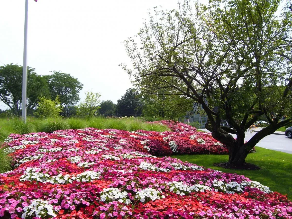 Commercial landscape design with planting beds, grasses, and seasonal color image 14