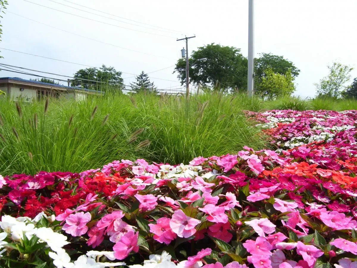 Commercial landscape design with planting beds, grasses, and seasonal color image 16