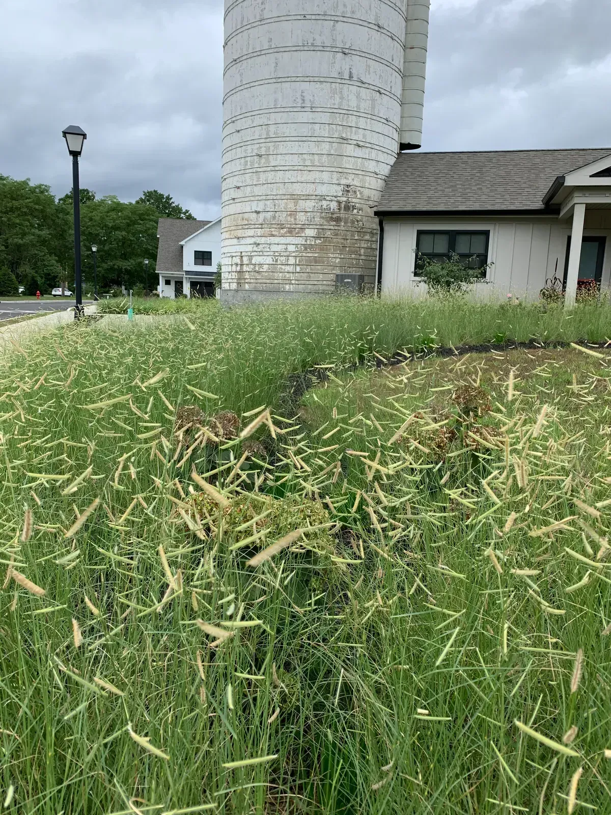 Commercial landscape design with planting beds, grasses, and seasonal color image 23