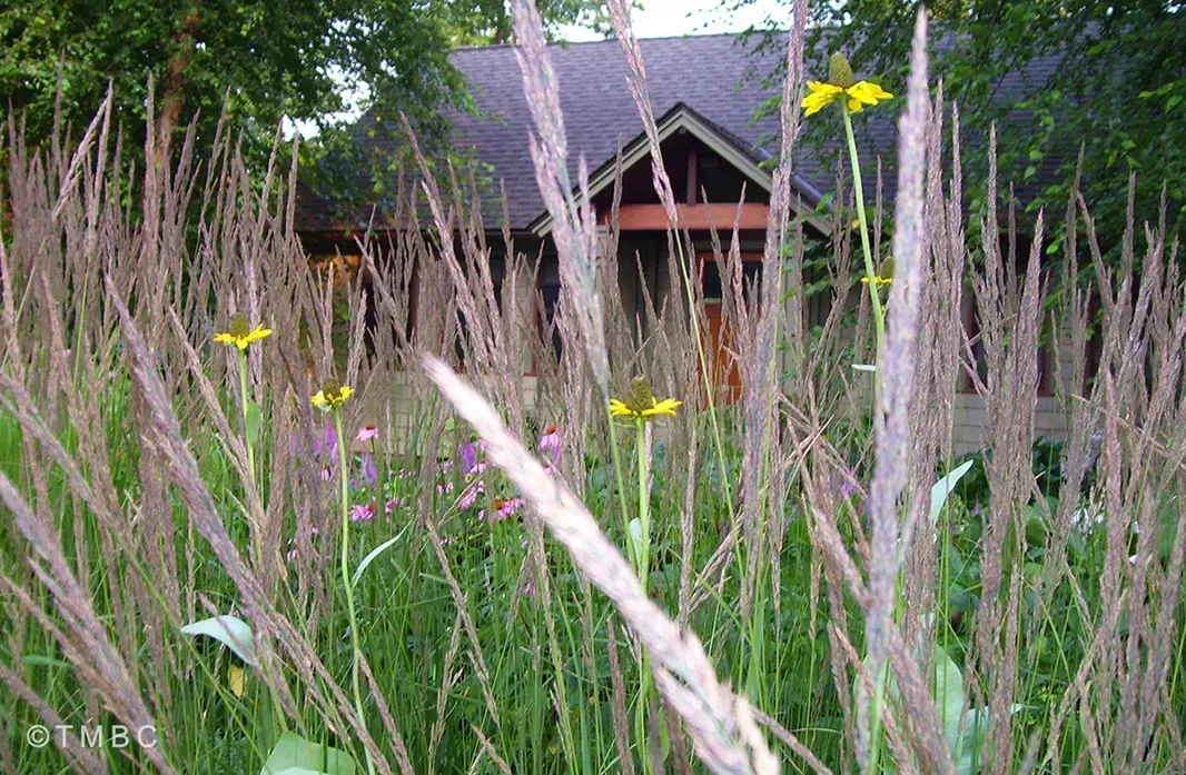 Cottage garden design with layered planting and seasonal landscape color image 10