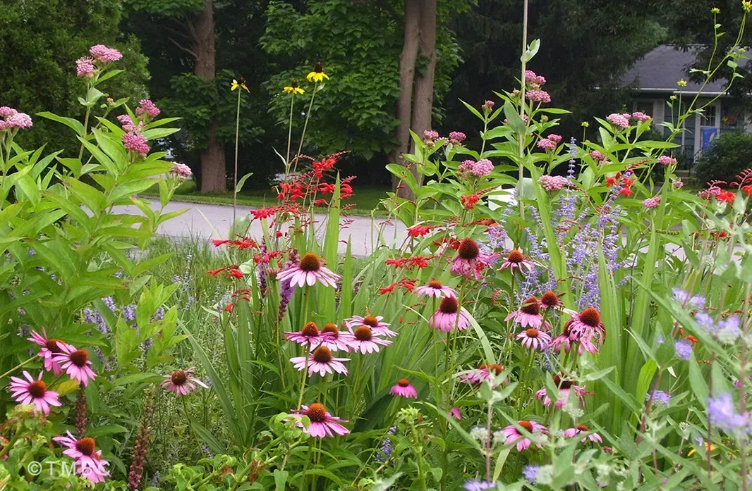 Cottage garden design with layered planting and seasonal landscape color image 14