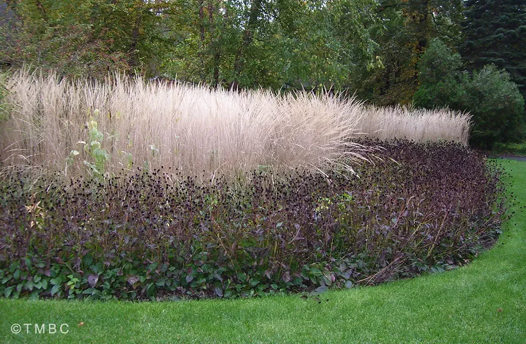 Cottage garden design with layered planting and seasonal landscape color image 19
