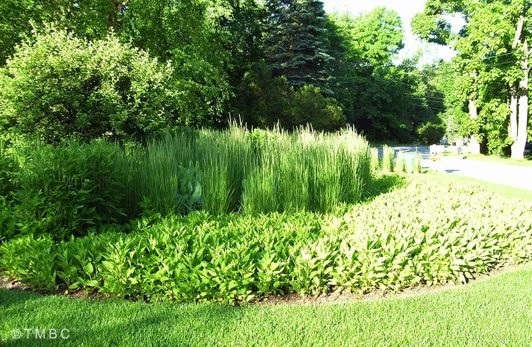 Landscape design project with garden structure, planting, and outdoor space image 17