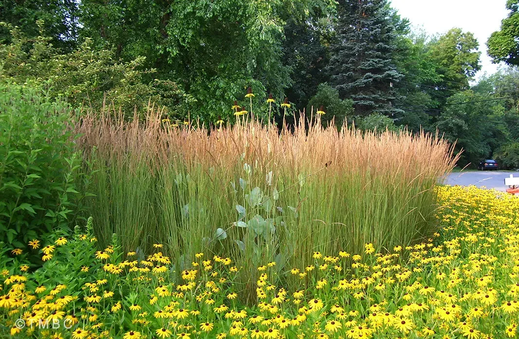 Landscape design project with garden structure, planting, and outdoor space image 18
