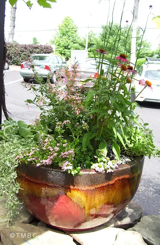 Pottery planting, container garden, seasonal flowers, and garden accent image 5