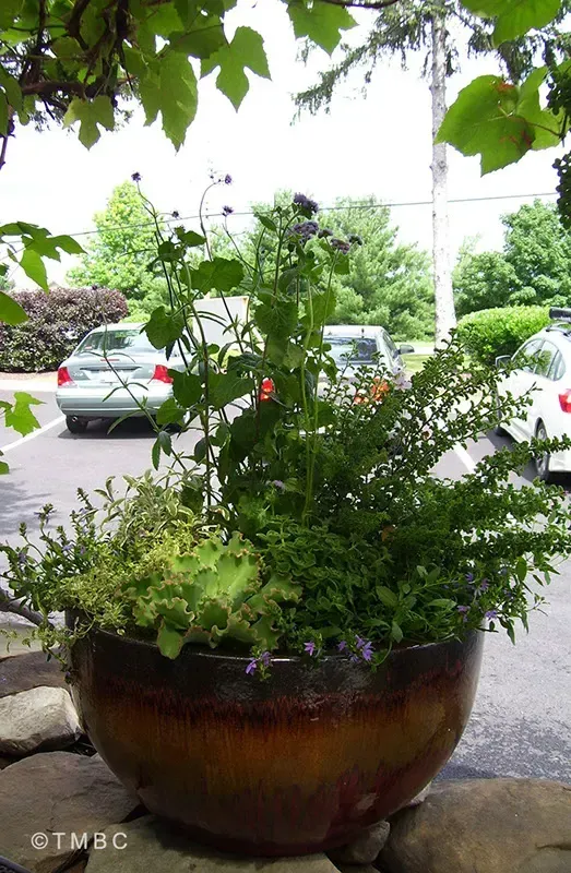 Pottery planting, container garden, seasonal flowers, and garden accent image 6