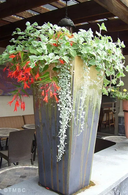 Pottery planting, container garden, seasonal flowers, and garden accent image 8
