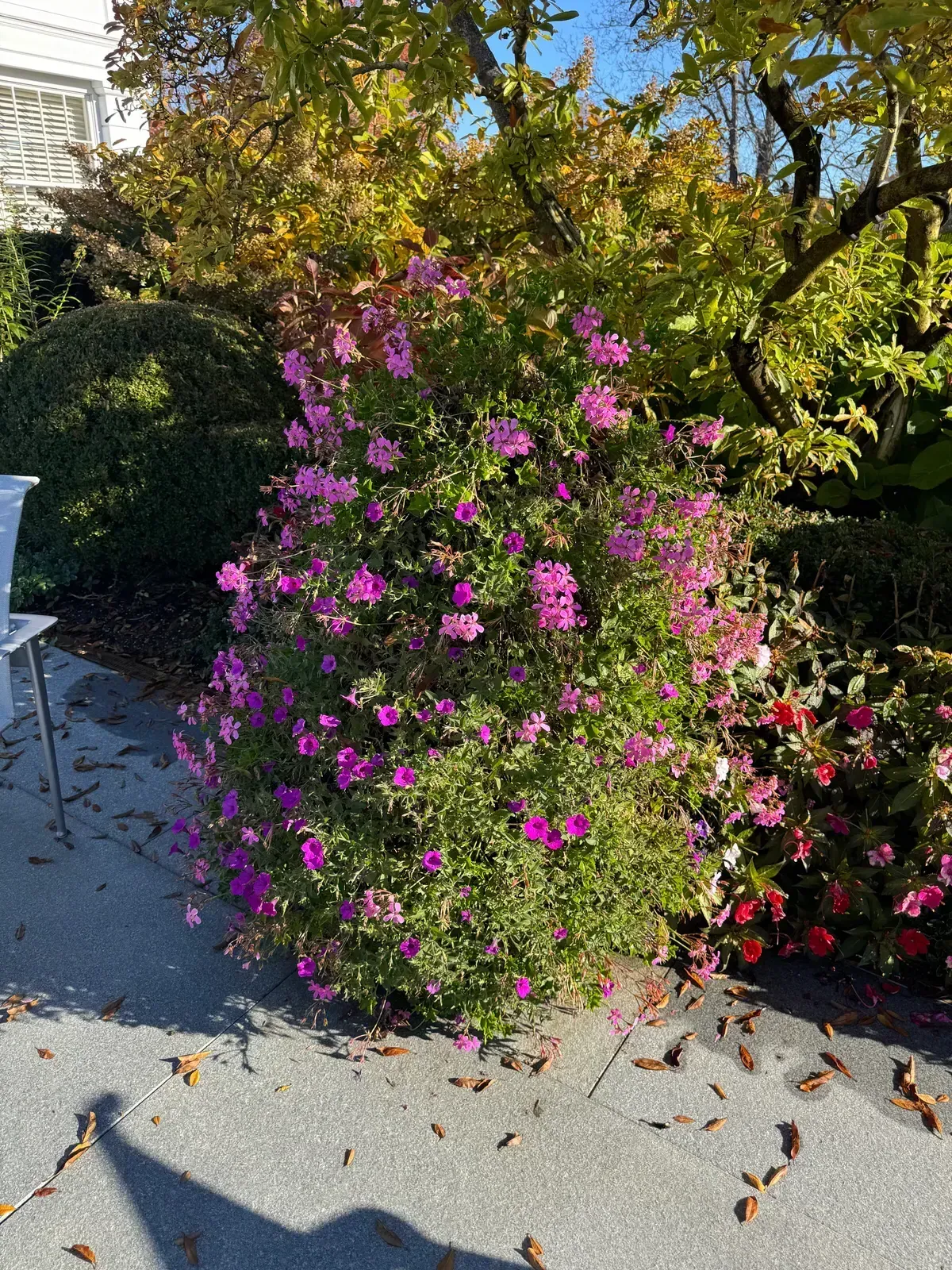 Pottery planting, container garden, seasonal flowers, and garden accent image 9