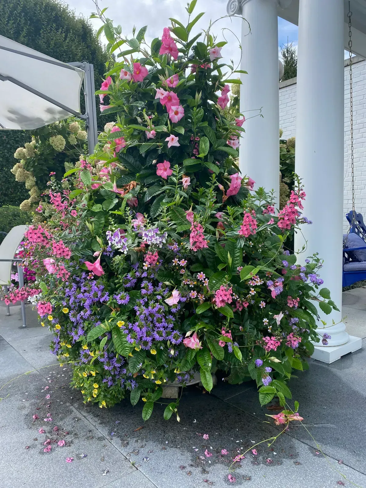 Pottery planting, container garden, seasonal flowers, and garden accent image 10