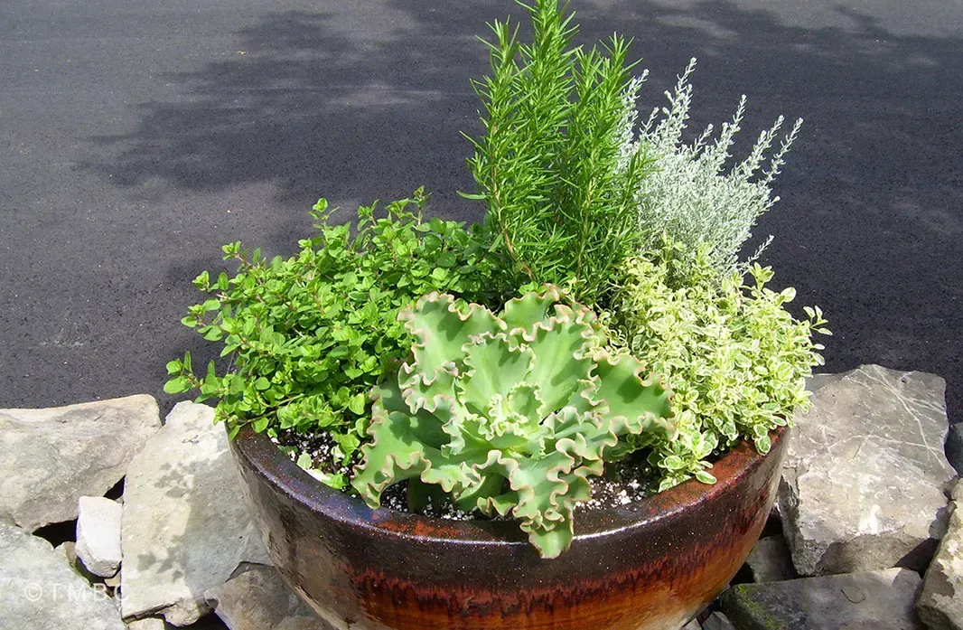 Pottery Planting