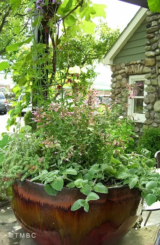 Pottery planting, container garden, seasonal flowers, and garden accent image 2