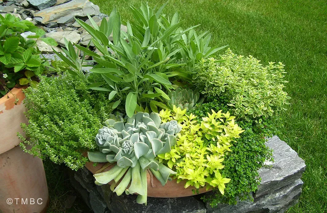 Pottery planting, container garden, seasonal flowers, and garden accent image 6